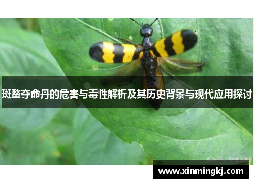 斑蝥夺命丹的危害与毒性解析及其历史背景与现代应用探讨